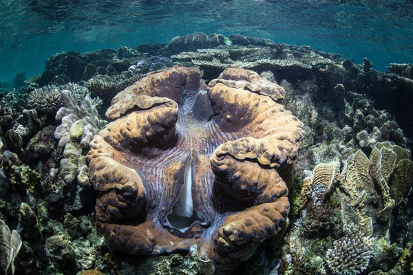 Красочный гигантский моллюск — стоковое фото