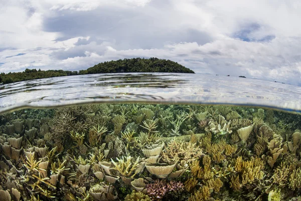 Crecen corales frágiles en aguas poco profundas en Raja Ampat — Foto de Stock