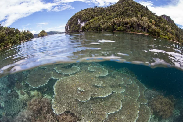 Мелкий, здоровый риф в Раджа Ампат — стоковое фото