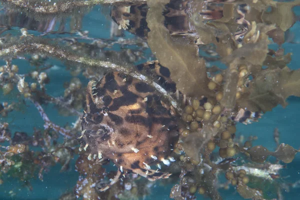 Sargassumfish Camouflaged in Algae — Stock Photo, Image