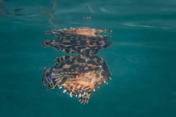 海の表面に Sargassumfish — ストック写真