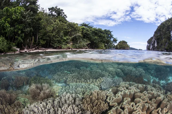 Koral rafa i tropikalna wyspa w Raja Ampat — Zdjęcie stockowe