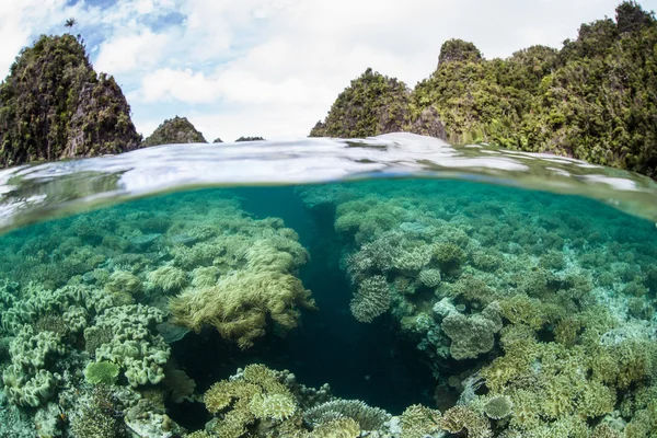 サンゴ礁と Raja Ampat ミソールの石灰岩の島々 — ストック写真