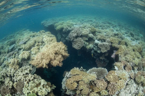 Coral Reef in Raja Ampat Shallows — Stock Photo, Image