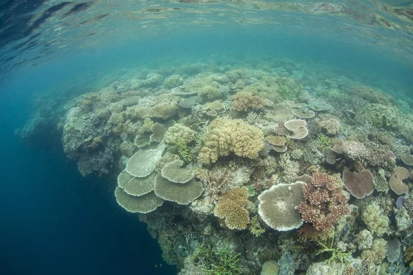 Corals and Drop Off in Raja Ampat — Stock Photo, Image