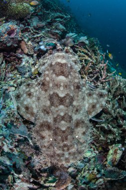 Püsküllü Wobbegong köpek balığı