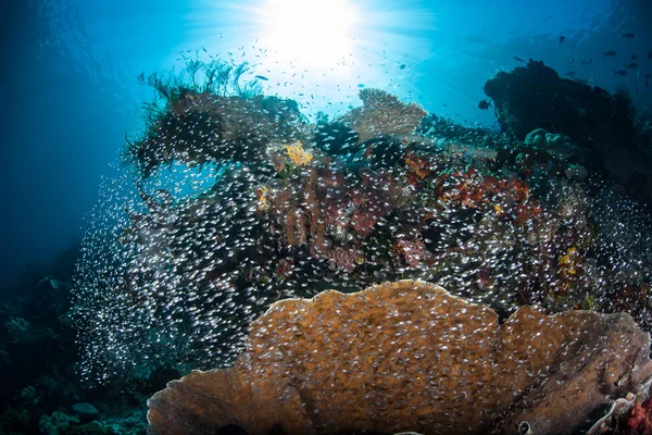 Peces pequeños y arrecife del Pacífico saludable —  Fotos de Stock