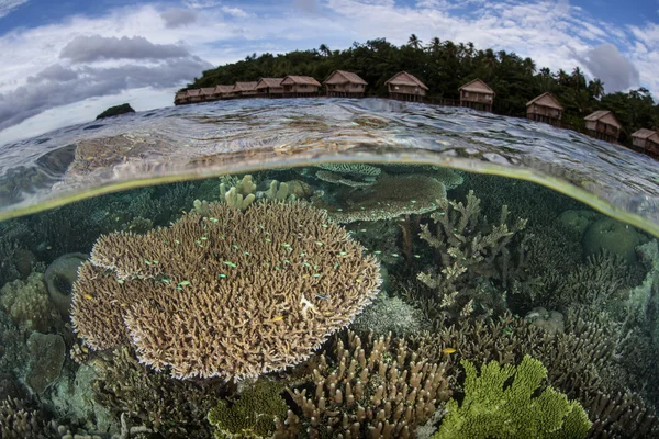 아름 다운 산호초와 열 대 리조트 — 스톡 사진