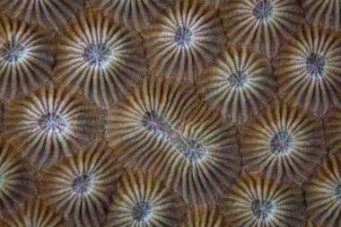 Deniz yıldızı ve mercan kayalığı