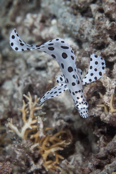 Estrella de mar y arrecife de coral —  Fotos de Stock