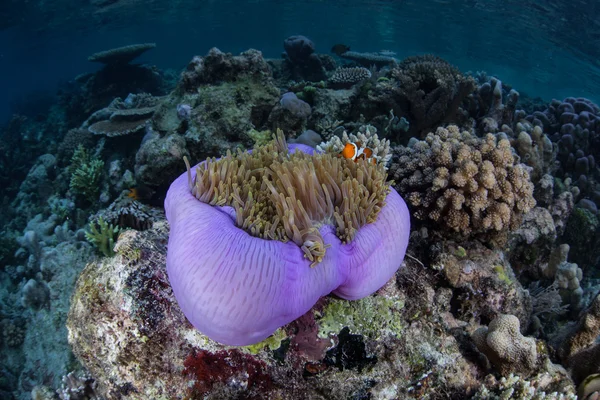 Starfish e Coral Reef — Fotografia de Stock