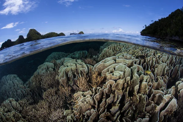 海星和珊瑚礁 — 图库照片