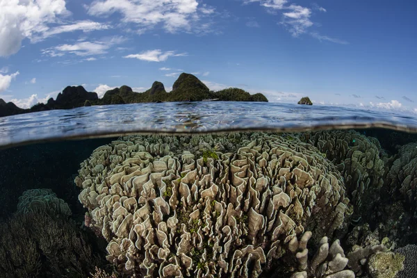 Starfish e Coral Reef — Fotografia de Stock