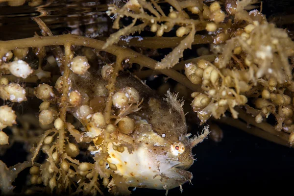 Sargassumfish en algen — Stockfoto