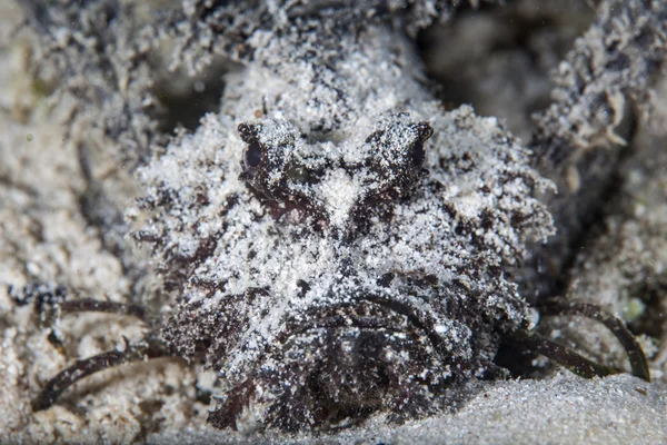 Stachelteufelfisch mit Sand bedeckt — Stockfoto