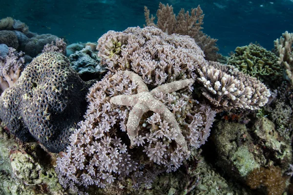 ヒトデとサンゴ礁 — ストック写真