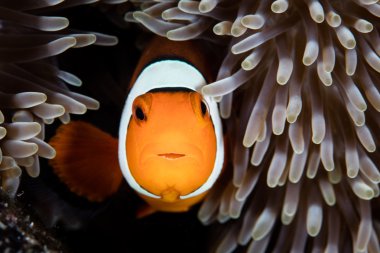 Clownfish and Anemone Tentacles clipart
