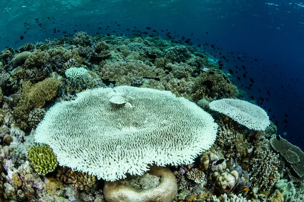 Bělené tabulka korálů v Tichém oceánu — Stock fotografie