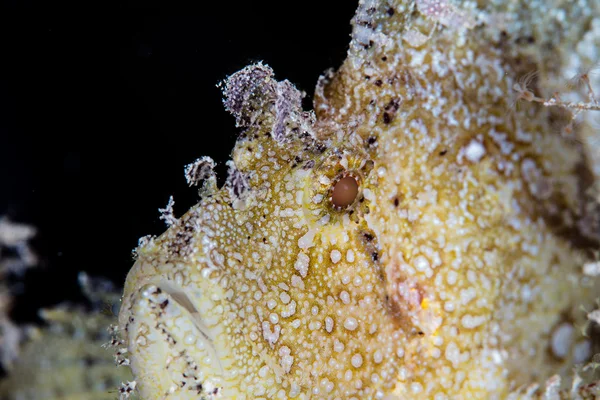 Részlet a Leaf Scorpionfish — Stock Fotó