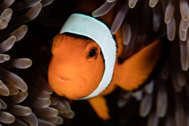 palyaço balığı ve anemon çiçeği