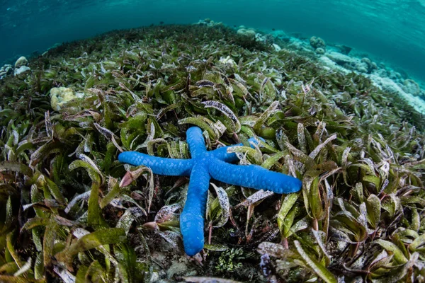 Blue Starfish and Seagrass Meadow — Stock Photo, Image