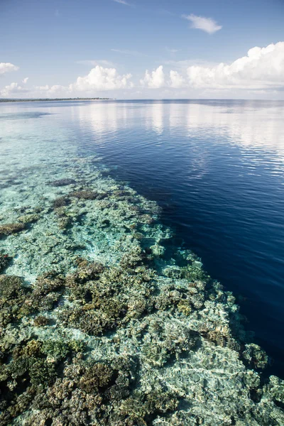 Coral Reef Drop Off — Stock Photo, Image