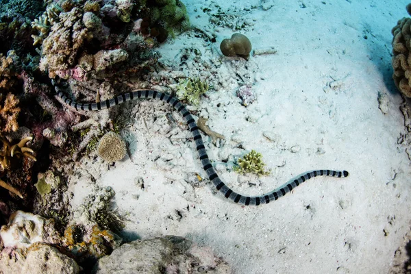 Banded Sea Snake i Indonesien - Stock-foto