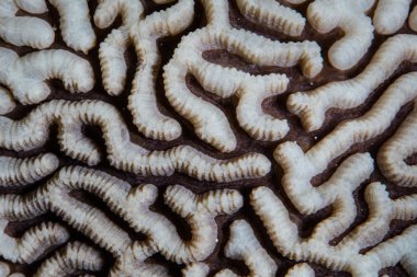 Soyut resif-bina mercan