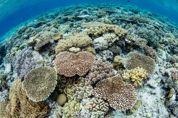 열대 태평양의 건강한 암초 — 스톡 사진