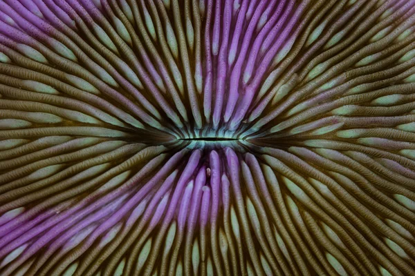 Mushroom Coral Abstract Stock Picture
