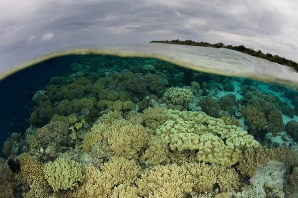 Corales suaves y cielos nublados en Indonesia — Foto de Stock