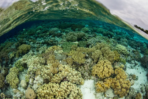 Мелководный коралловый риф Индонезии — стоковое фото