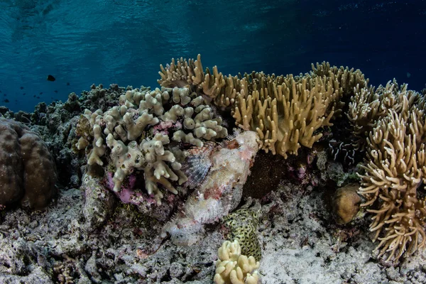 Scorpionfish i rafa koralowa — Zdjęcie stockowe