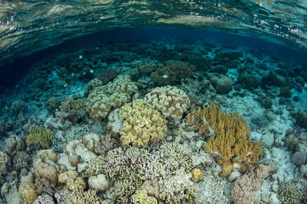 Ομορφη, ρηχά κοραλλιογενή ύφαλο — Φωτογραφία Αρχείου