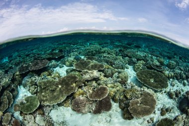 Sağlam mercan resif sığ suda