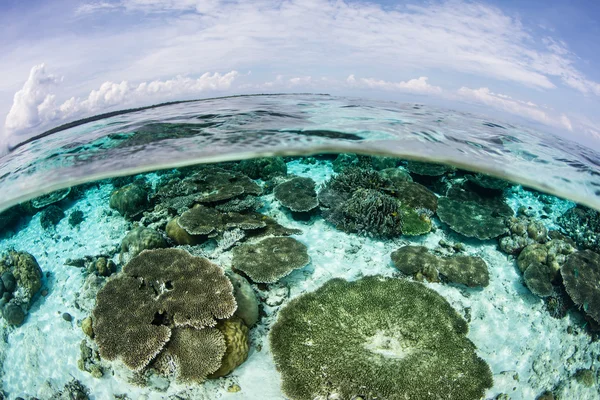 Красивий кораловий риф і прекрасна погода — стокове фото