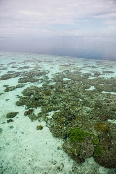 珊瑚礁落客在 Wakatobi 国家公园 — 图库照片