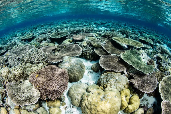 얕은 물에서 화려한 산호 — 스톡 사진