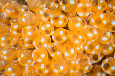 Turuncu Tunicates detay