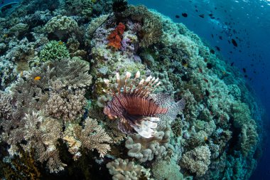 Lionfish ve Pasifik güzel resif