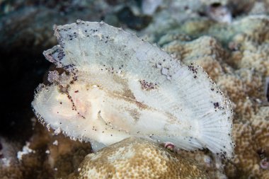 Yaprak Scorpionfish derin resif üzerinde