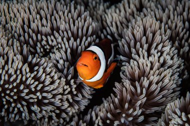 Palyaço balığı ve anemon Pasifik