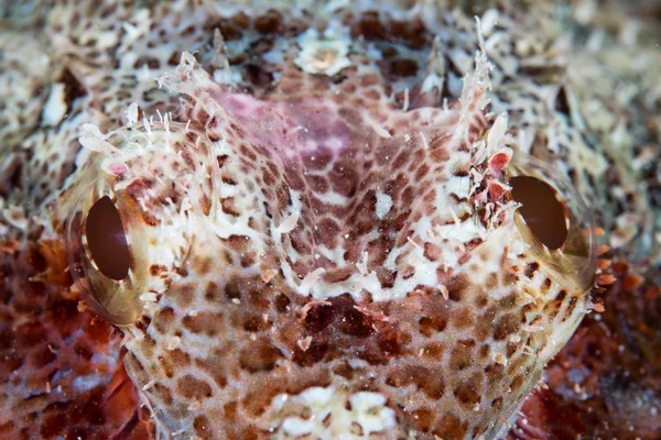 Scorpionfish Eyes and Colorful Skin — Stock Photo, Image