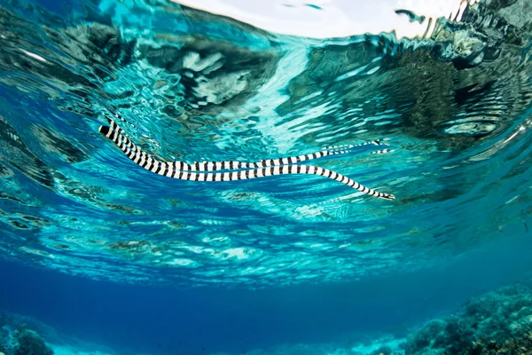 Banded Sea Krait en la superficie — Foto de Stock