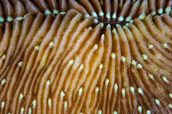 Détail du corail champignon — Photo