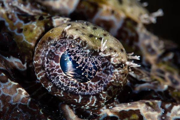 Ojo de un pez cocodrilo — Foto de Stock