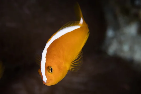 Narancssárga Anemonefish közelében Anemone — Stock Fotó