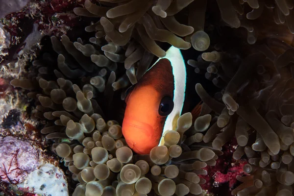 Anémona roja y negra — Foto de Stock