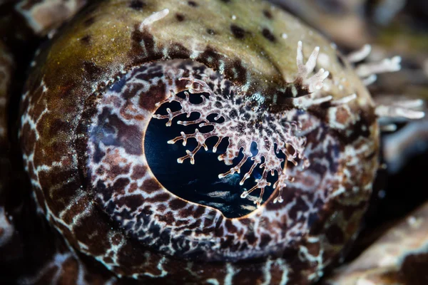 A szem a Crocodilefish részlete — Stock Fotó