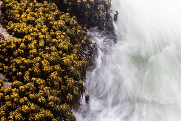 Морская пальмовая ветвь и Тихий океан — стоковое фото